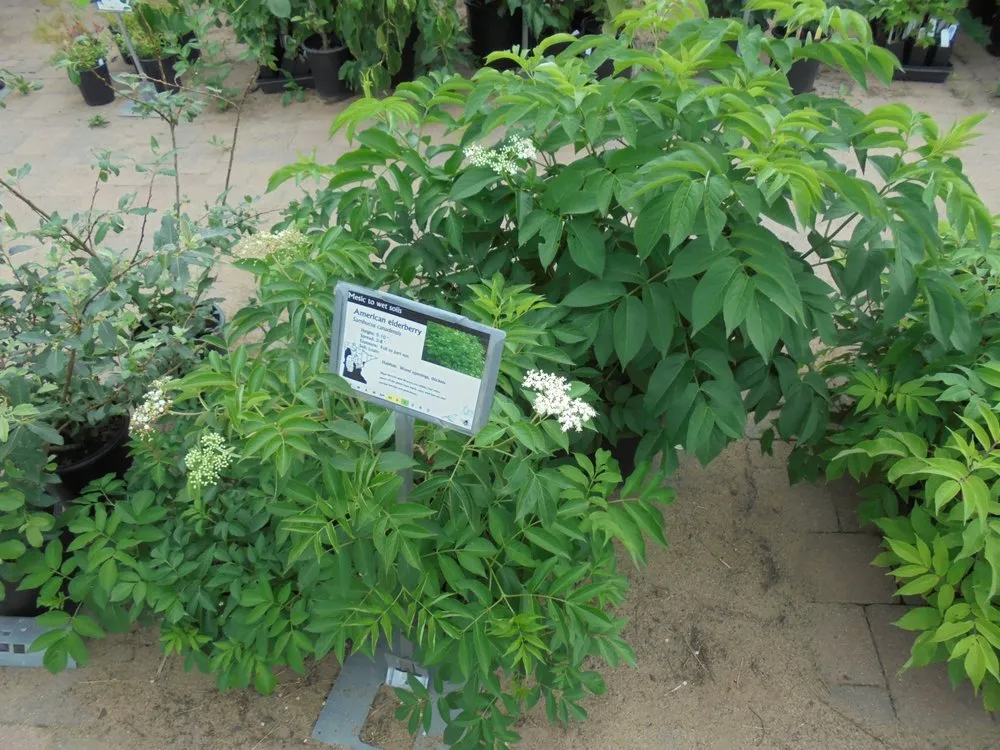 Professional lawn mowing service in Princeton, MN - Prairie Restorations