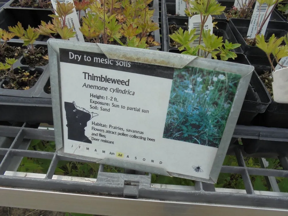 Reliable landscaping services in Princeton, MN - Prairie Restorations