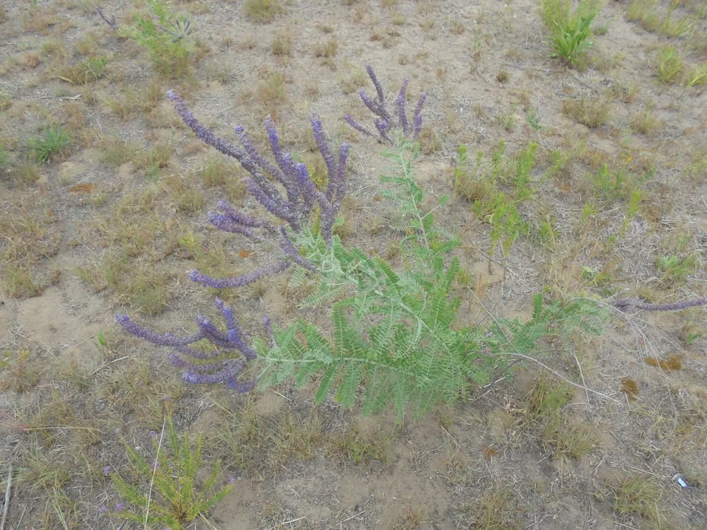 Local landscaping services in Princeton, MN by Prairie Restorations