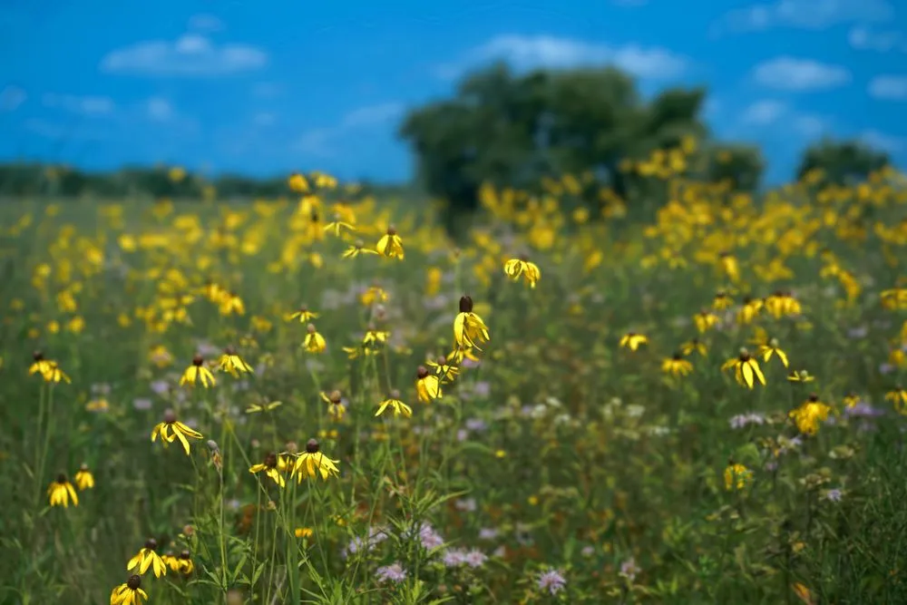 Affordable outdoor landscaping in Princeton, MN by Prairie Restorations