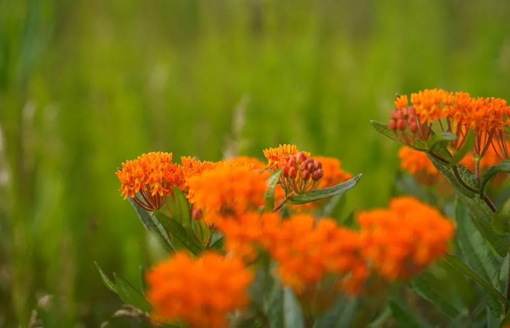 Trusted yard maintenance in Princeton, MN - Prairie Restorations