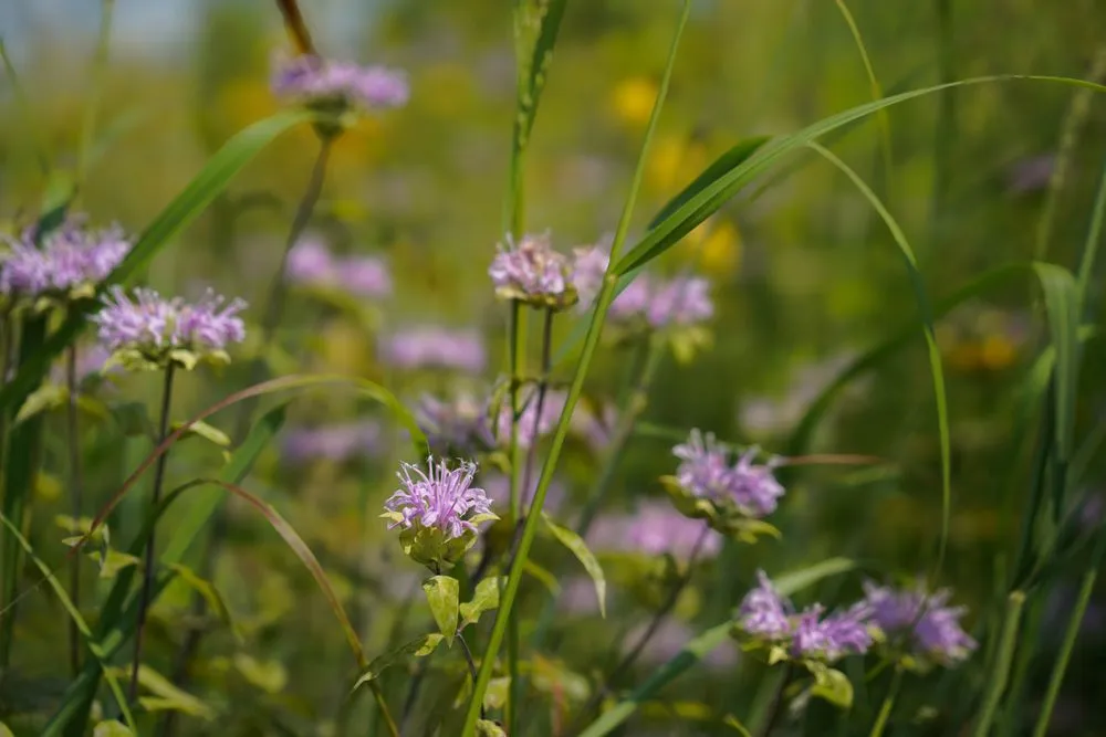 Custom landscaping services experts serving Princeton, MN - Prairie Restorations