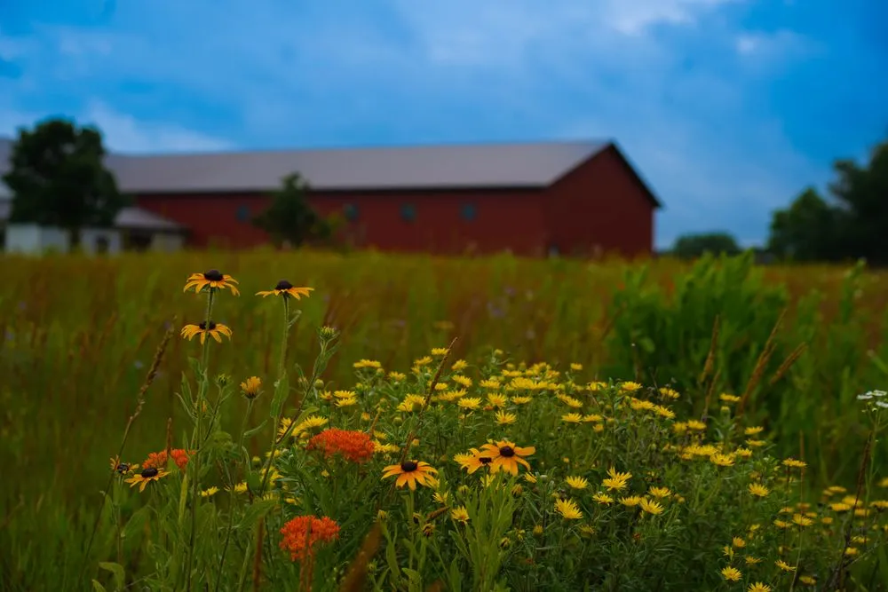 Top-rated landscape installation in Princeton, MN - Prairie Restorations