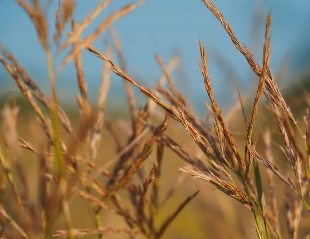 Professional lawn care service for year-round maintenance in Princeton, MN by Prairie Restorations