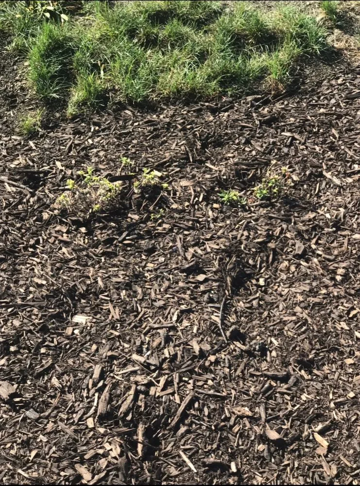 Trusted yard cleanup service with custom design across Champaign, IL - Prairieview Landscaping