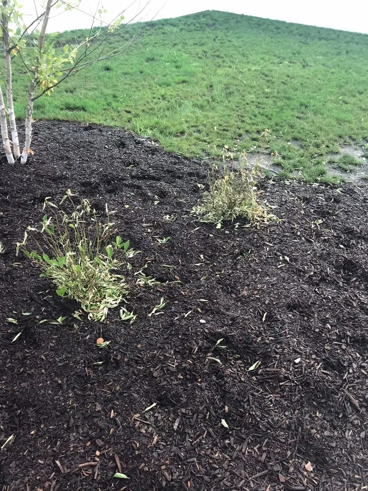 Affordable landscaping services in Champaign, IL - Prairieview Landscaping