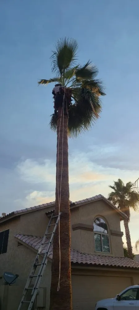 Affordable garden landscaping with custom design in Phoenix, AZ by Praying Mantis Landscaping