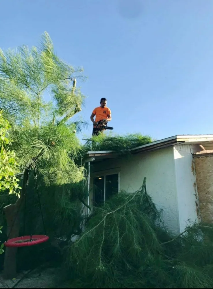 Reliable landscape design experts serving Phoenix, AZ - Praying Mantis Landscaping