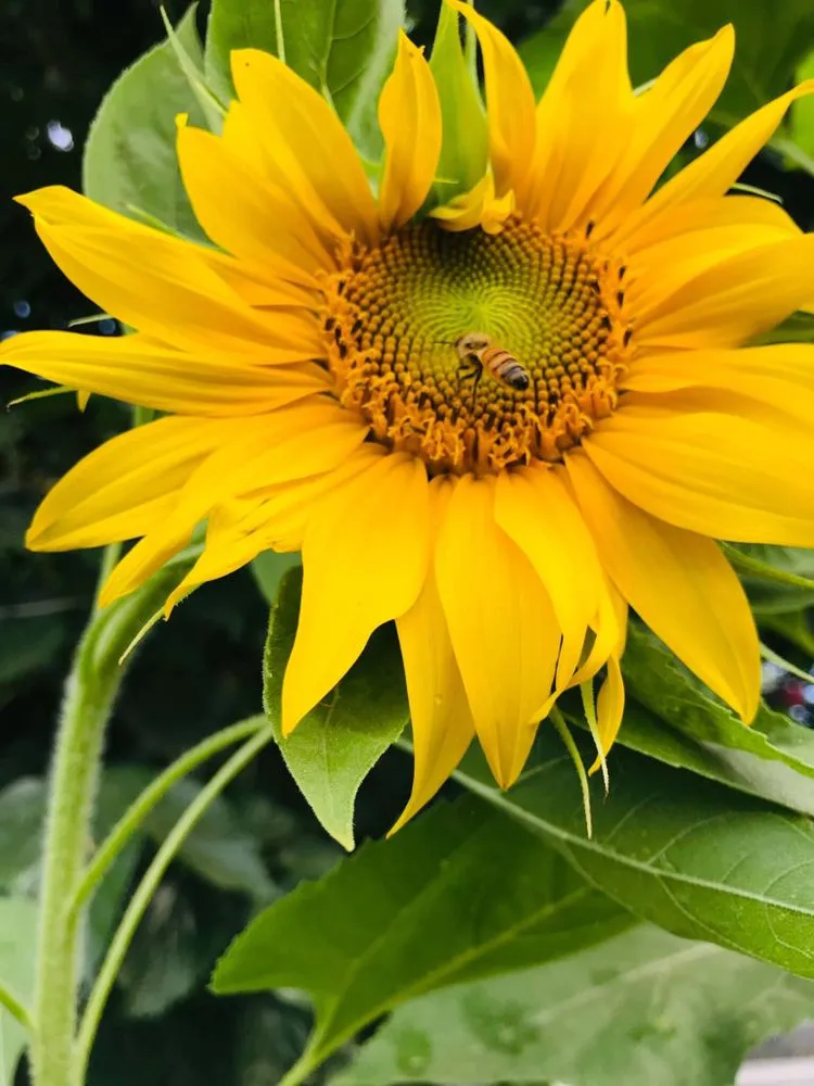 Custom residential landscaping for outdoor upgrades across Phoenix, AZ - Praying Mantis Landscaping