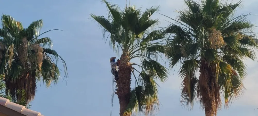 Professional lawn care service for year-round maintenance in Phoenix, AZ by Praying Mantis Landscaping