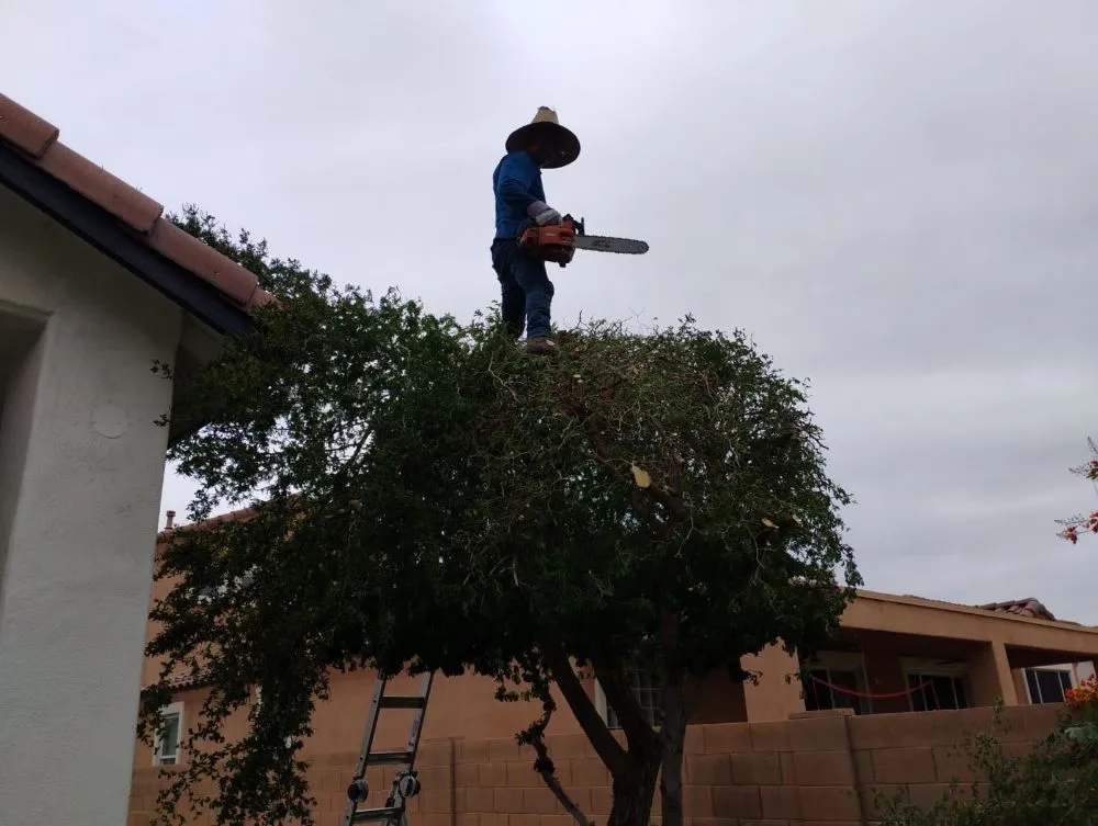 Expert landscape installation for homes across Phoenix, AZ - Praying Mantis Landscaping