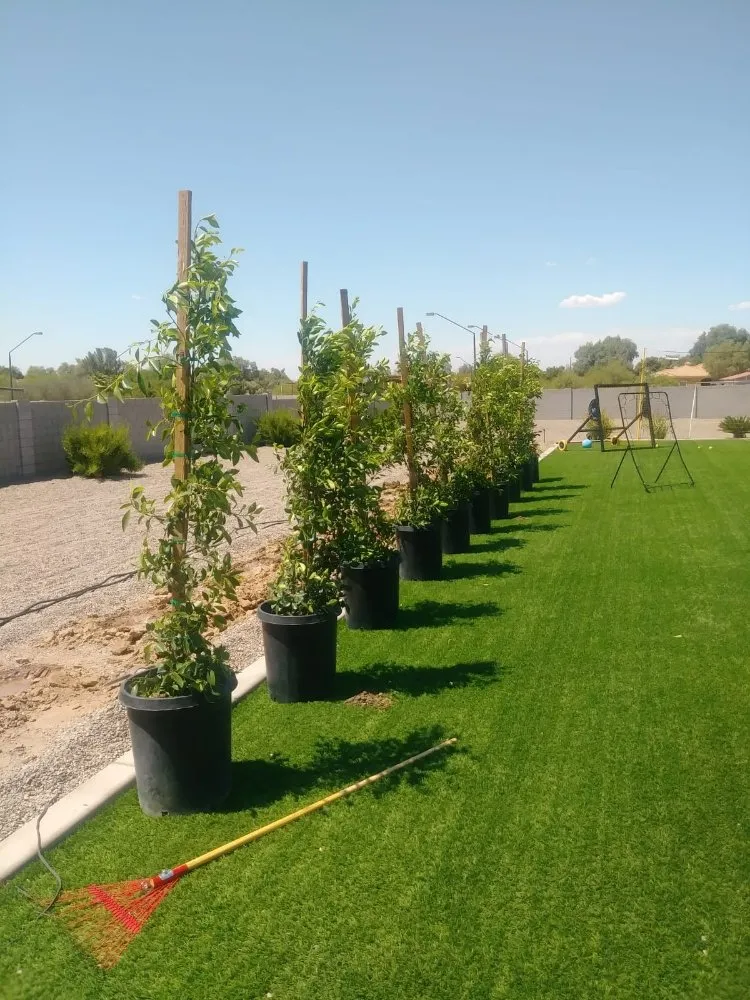 Reliable outdoor landscaping in Phoenix, AZ - Praying Mantis Landscaping