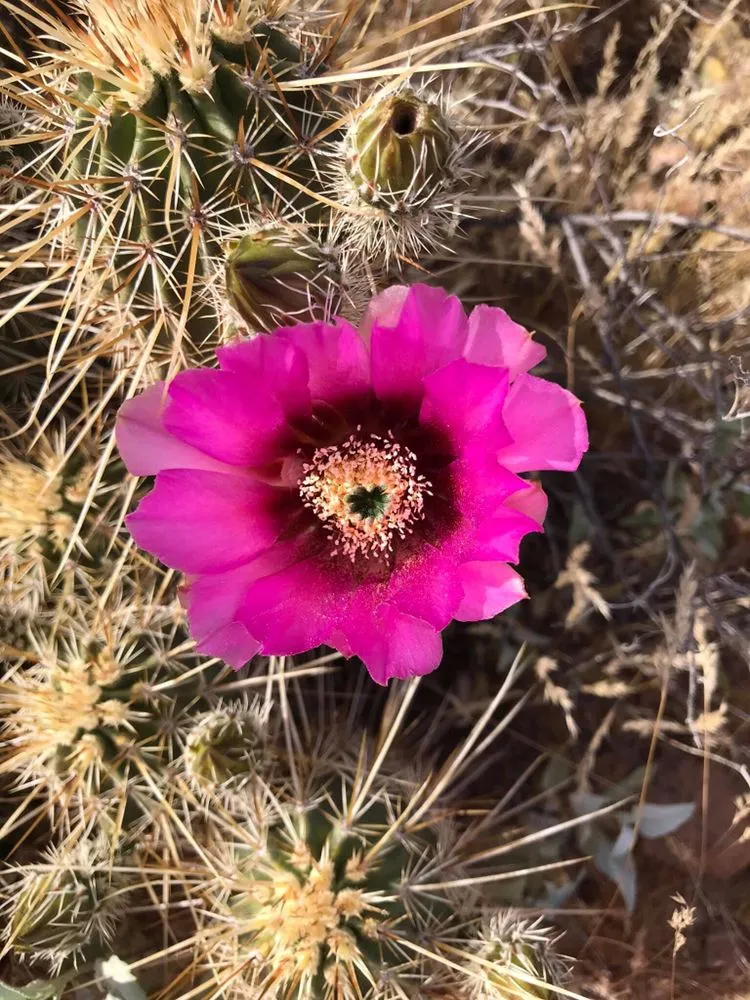 Reliable lawn mowing service for outdoor upgrades in Phoenix, AZ by Praying Mantis Landscaping