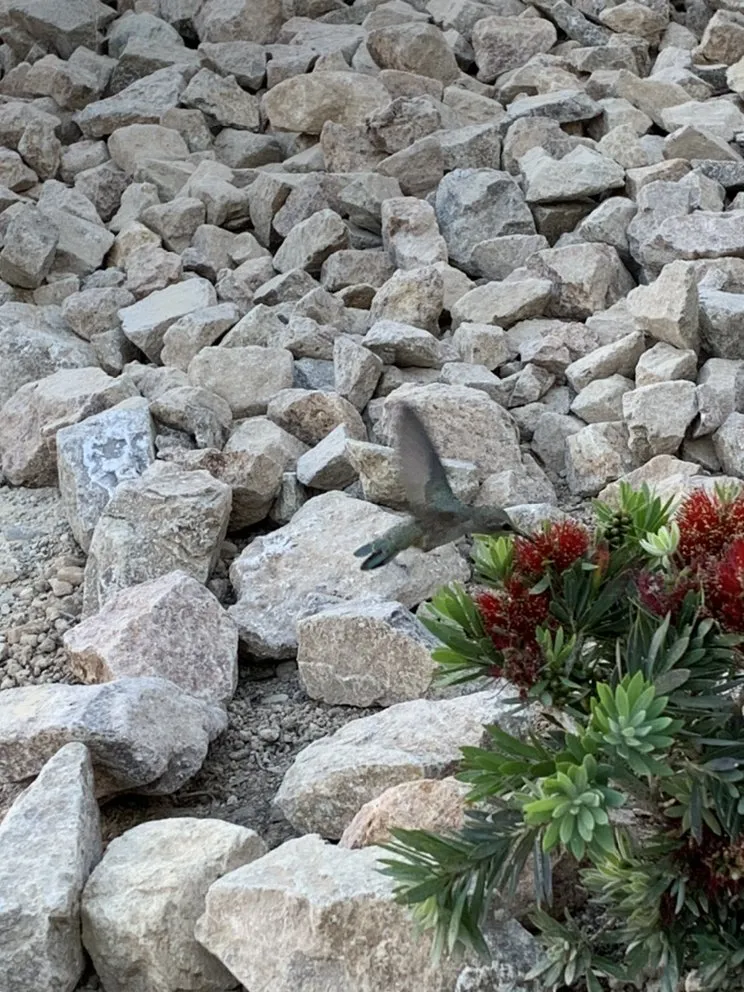 Professional outdoor landscaping experts serving North Las Vegas, NV - PRB Landscape