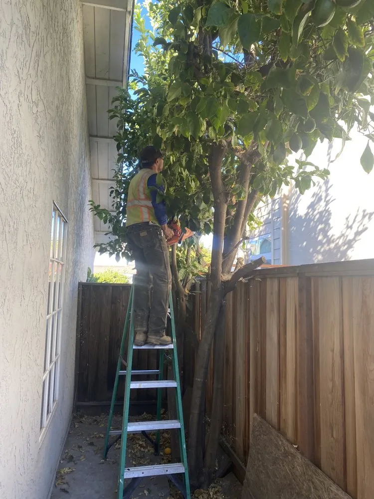 Top-rated landscaping services experts serving San Jose, CA - Preciado Landscaping