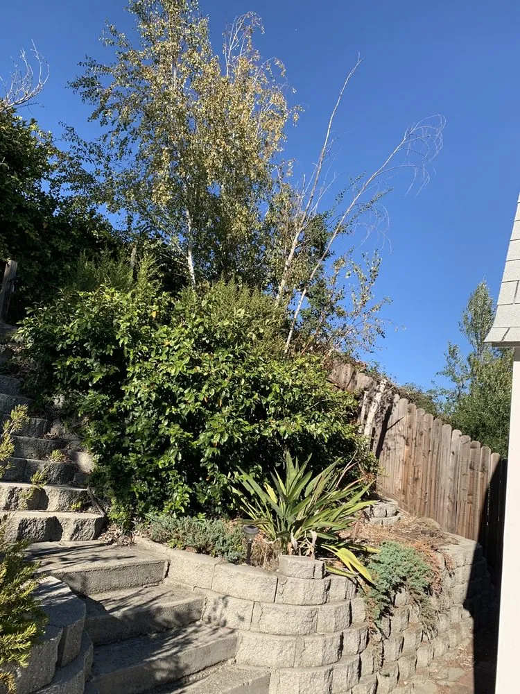 Affordable lawn care service for year-round maintenance across Suisun City, CA - Preciados Landscaping