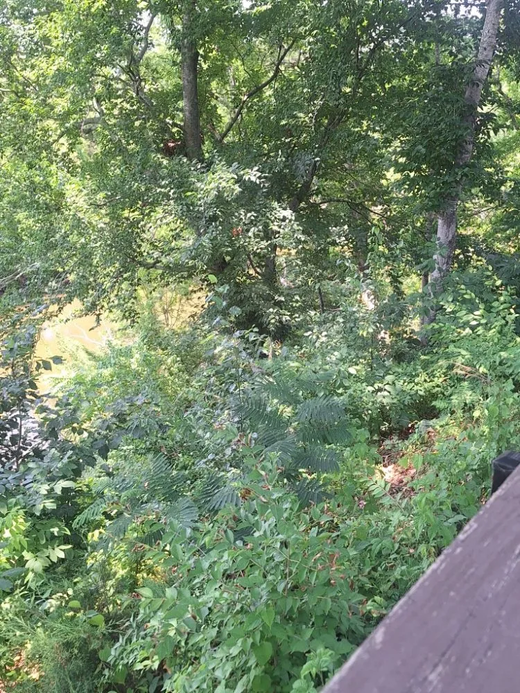 Expert yard cleanup service experts serving Harriman, TN - Precious Care Cleaning Services