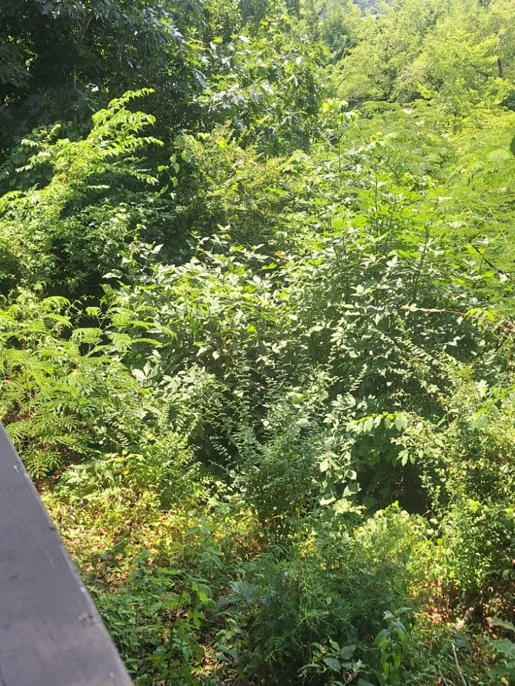 Affordable garden landscaping for outdoor upgrades in Harriman, TN by Precious Care Cleaning Services