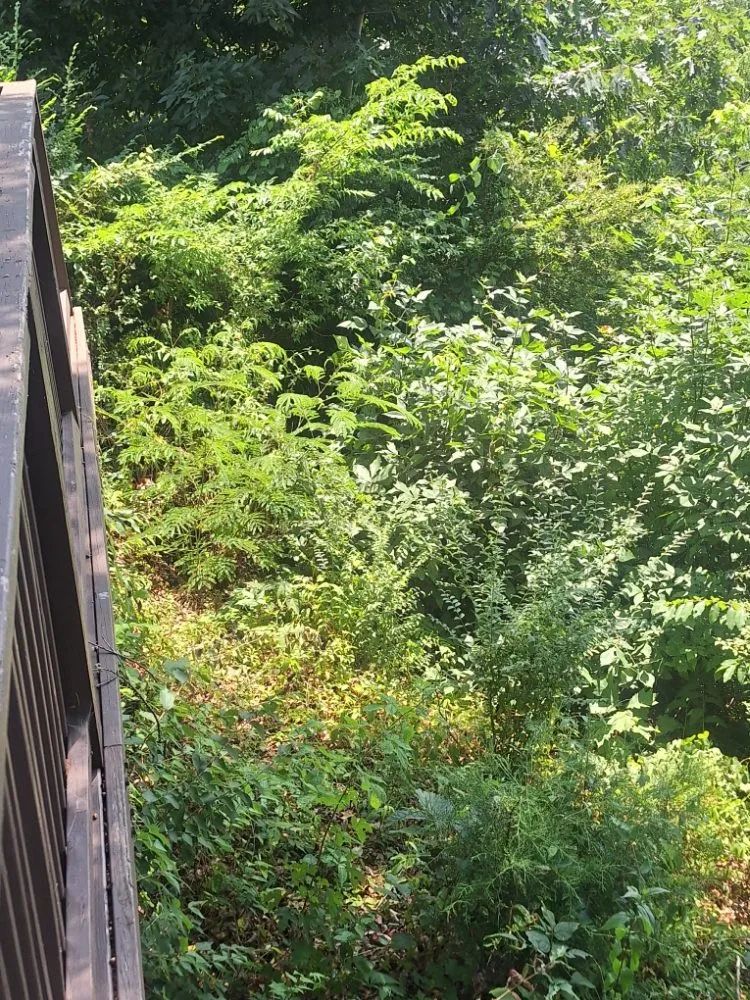 Affordable yard cleanup service in Harriman, TN by Precious Care Cleaning Services