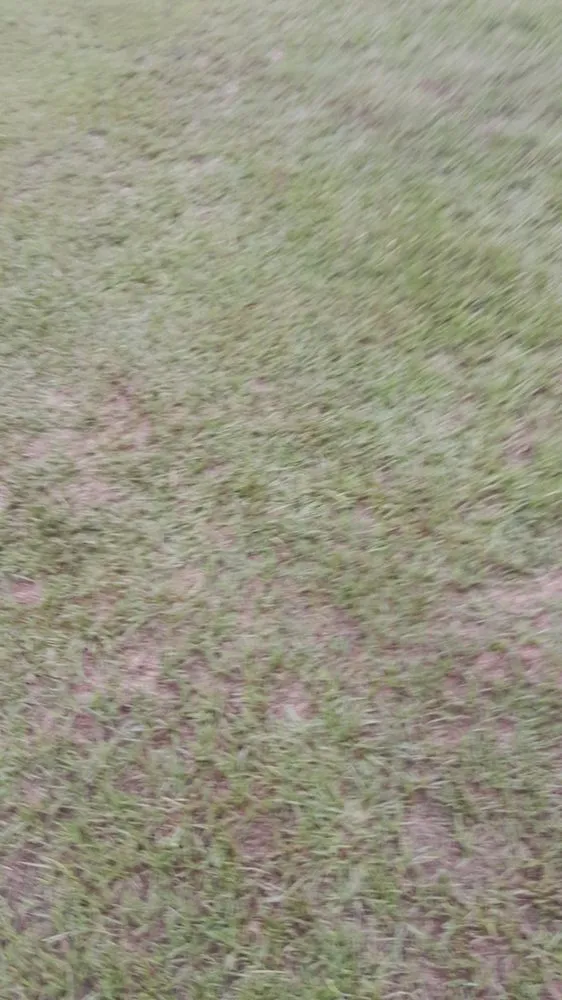 Expert landscape installation for beautiful yards in Manning, SC by Precious Cut Lawn Service