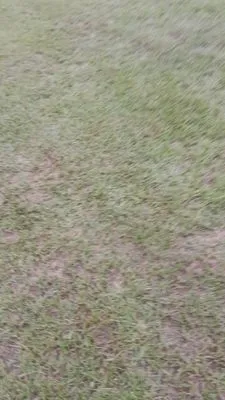 Precious Cut Lawn Service Logo