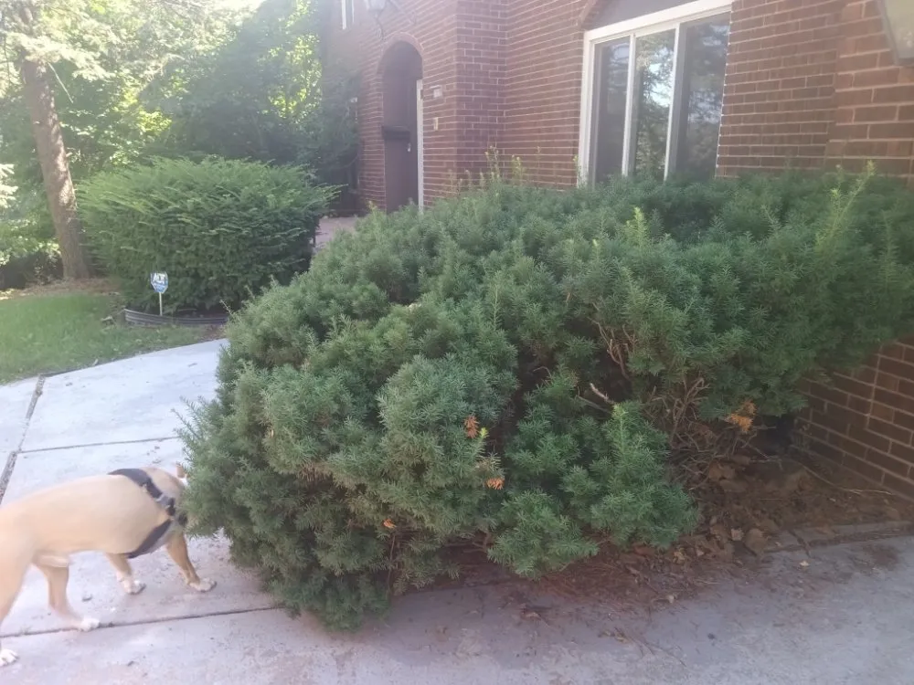 Top-rated lawn mowing service experts serving Windsor Heights, IA - Precious Gardens