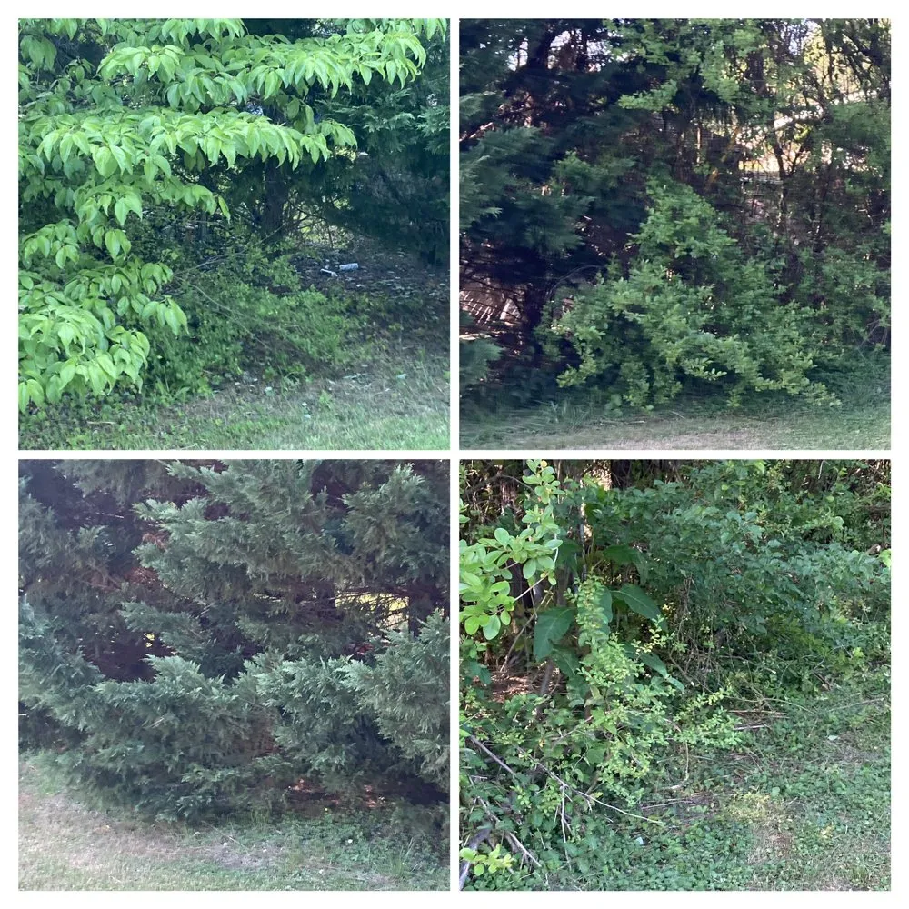 Top-rated outdoor landscaping experts serving Lenoir, NC - Precious Mowing