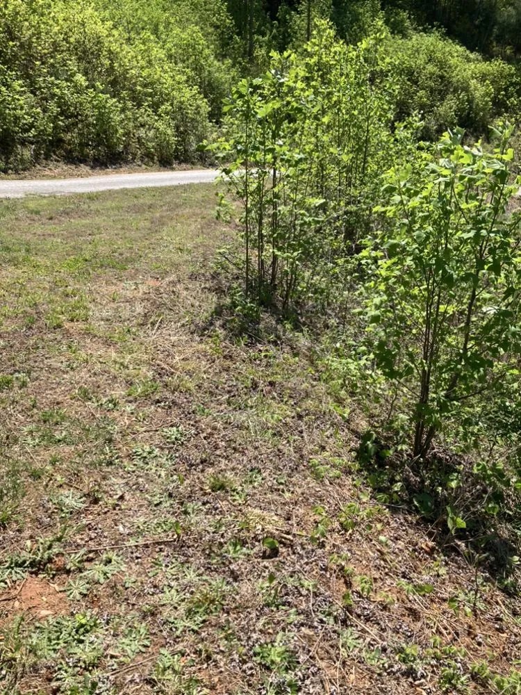 Expert landscaping services in Lenoir, NC by Precious Mowing