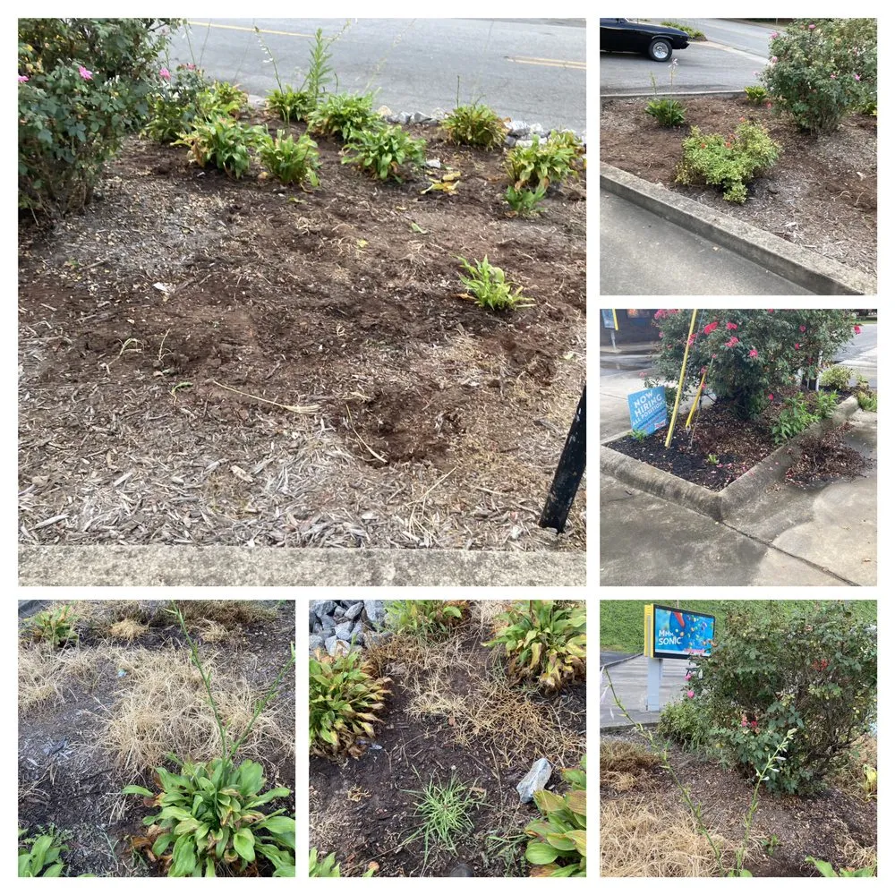 Top-rated lawn care service in Lenoir, NC - Precious Mowing