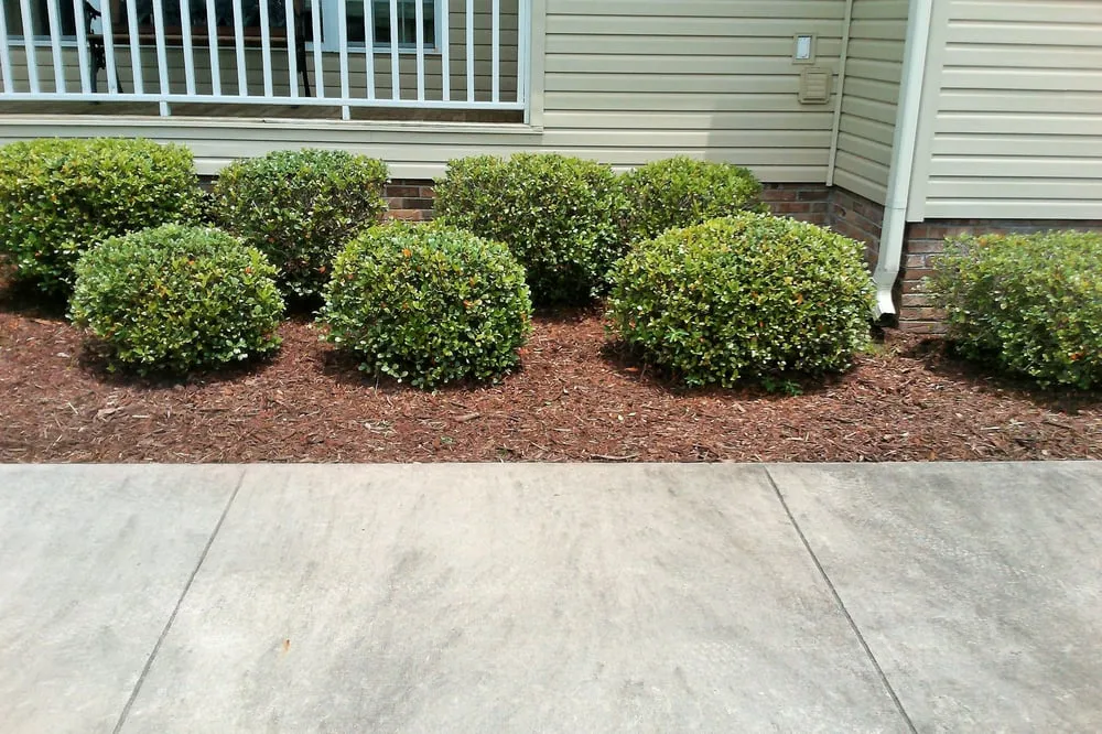 Professional landscaping services for year-round maintenance in Reevesville, SC by Precise Cuts