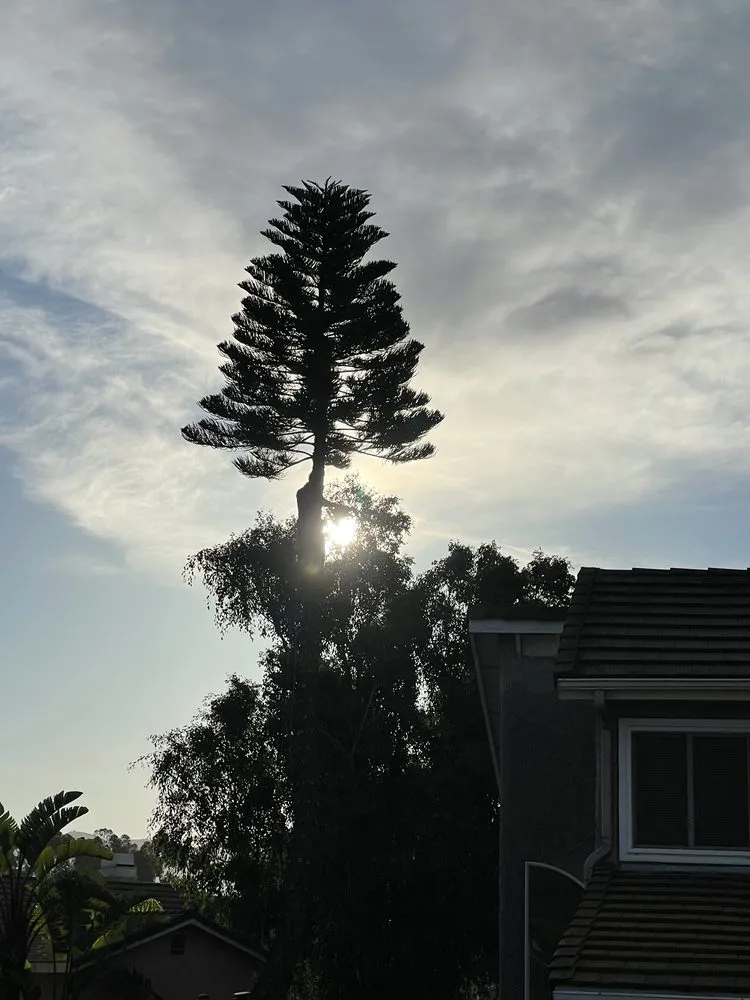 Custom landscaping services near you across Fillmore, CA - Precise Landscape