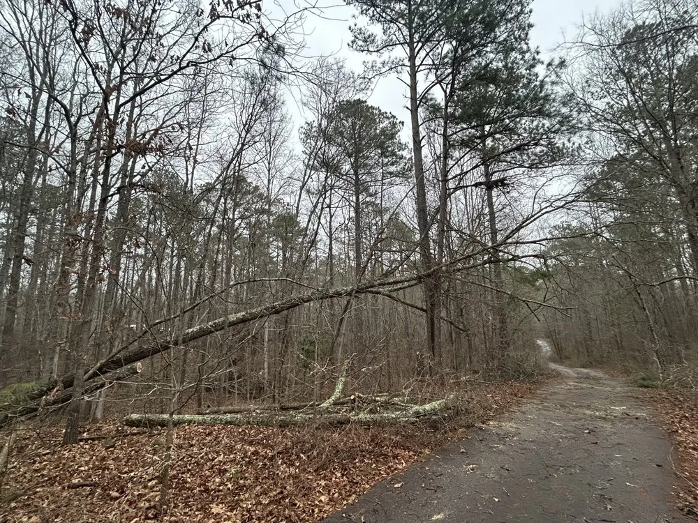 Reliable yard cleanup service experts serving Griffin, GA - Precise Landscape Solution