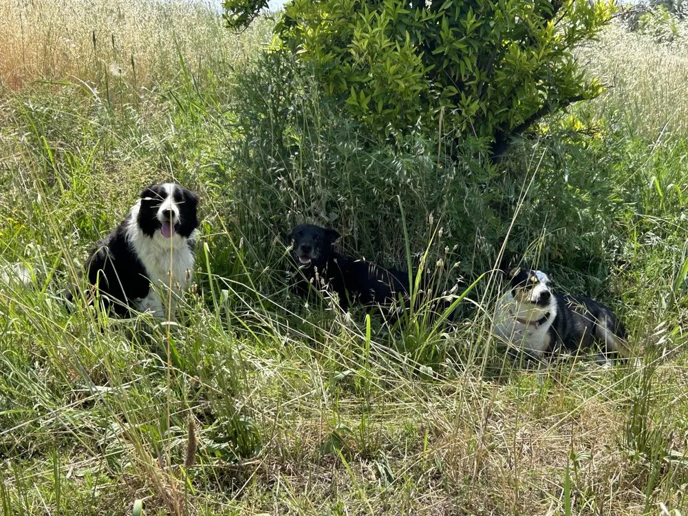 Expert landscape installation in Auburn, CA by Precise Landscaping
