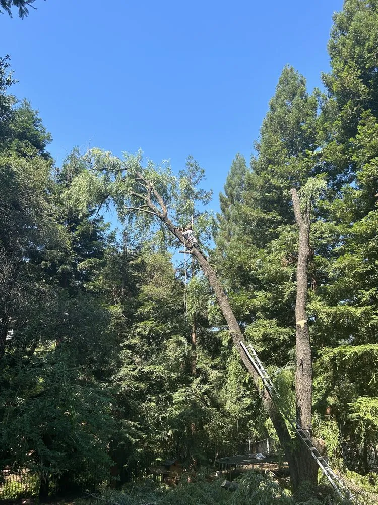 Trusted landscape installation in Auburn, CA - Precise Landscaping