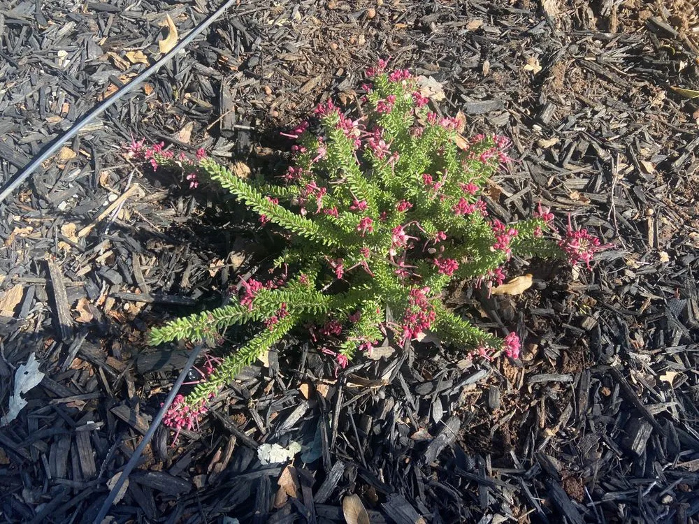 Expert lawn care service in Auburn, CA - Precise Landscaping