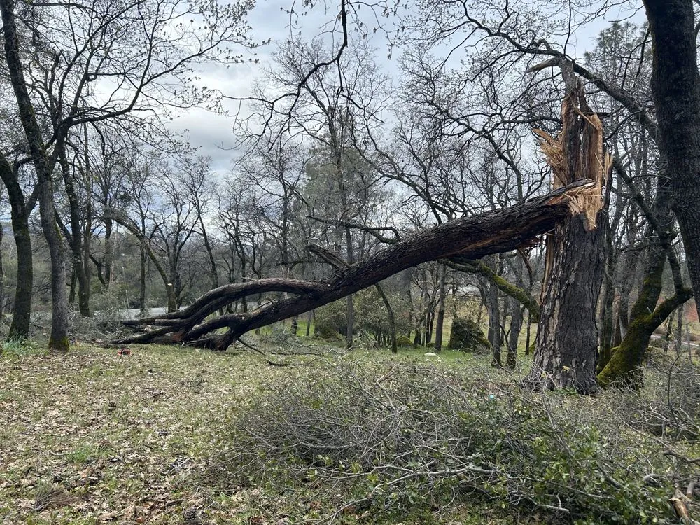 Trusted lawn mowing service for residential properties across Auburn, CA - Precise Landscaping