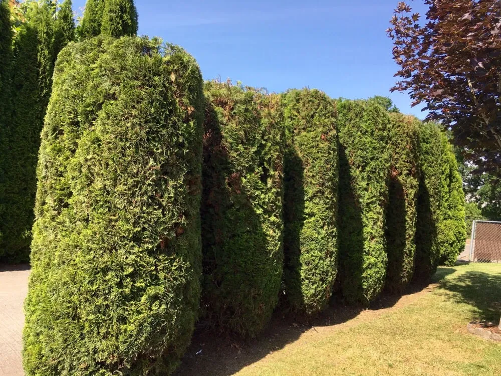 Top-rated lawn mowing service in Beaverton, OR - Precise Lawn Care