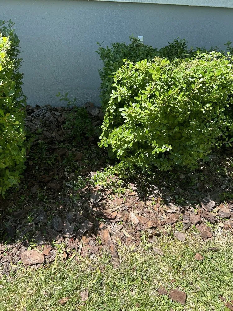 Local outdoor landscaping for year-round maintenance in Clearwater, FL by Precise Lawn Care