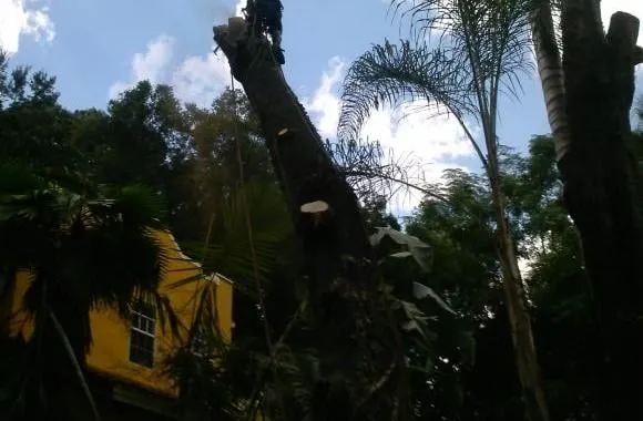 Top-rated outdoor landscaping in Orlando, FL by Precision 1 Tree Services