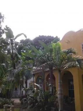 Professional landscaping services experts serving Orlando, FL - Precision 1 Tree Services