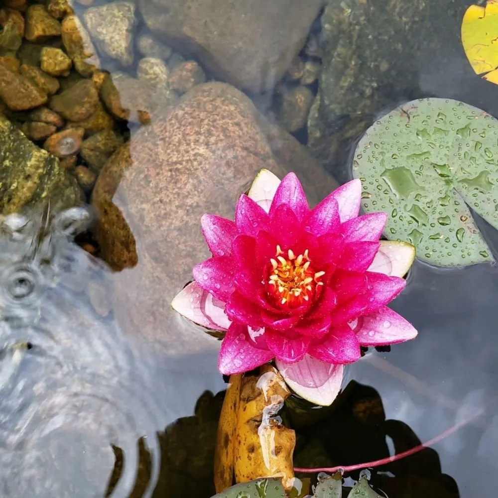 Trusted yard cleanup service with custom design in Colorado Springs, CO by Precision Construction Services