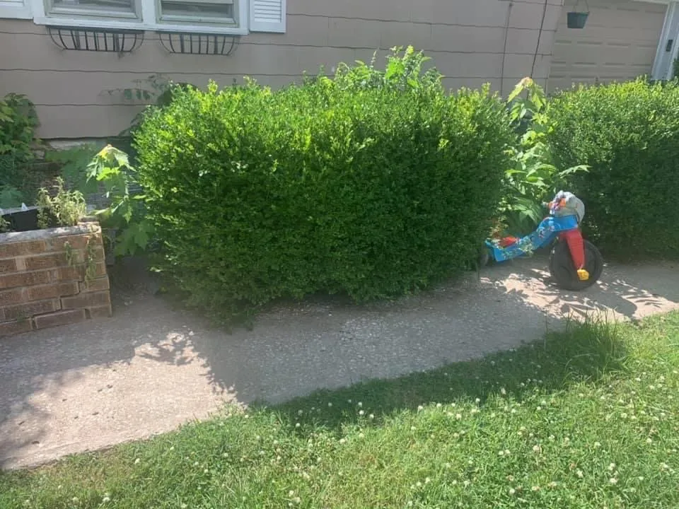 Top-rated lawn care service in Kansas City, MO by Precision Cutt Lawn Care