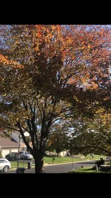 Precision Cutting N Services Logo