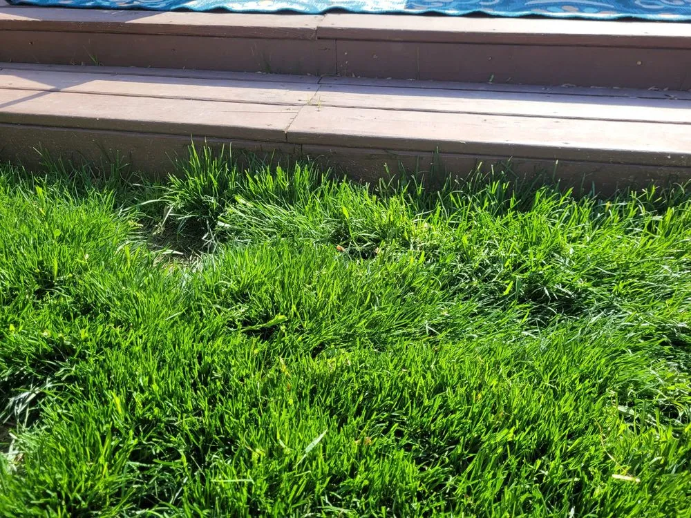 Local landscape installation with custom design in Carmel, IN by Precision Cutz Lawn Care