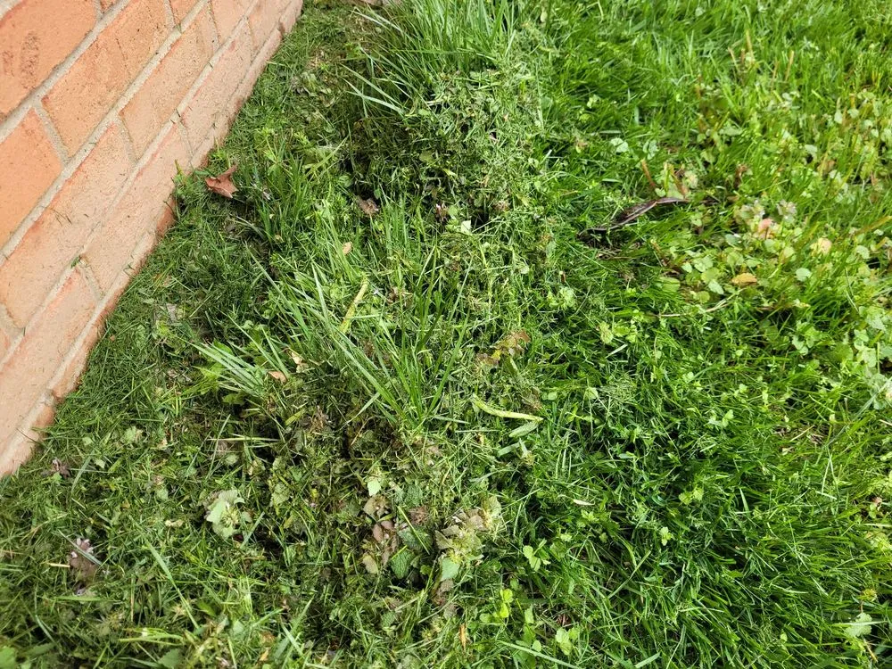 Expert lawn care service for beautiful yards across Carmel, IN - Precision Cutz Lawn Care