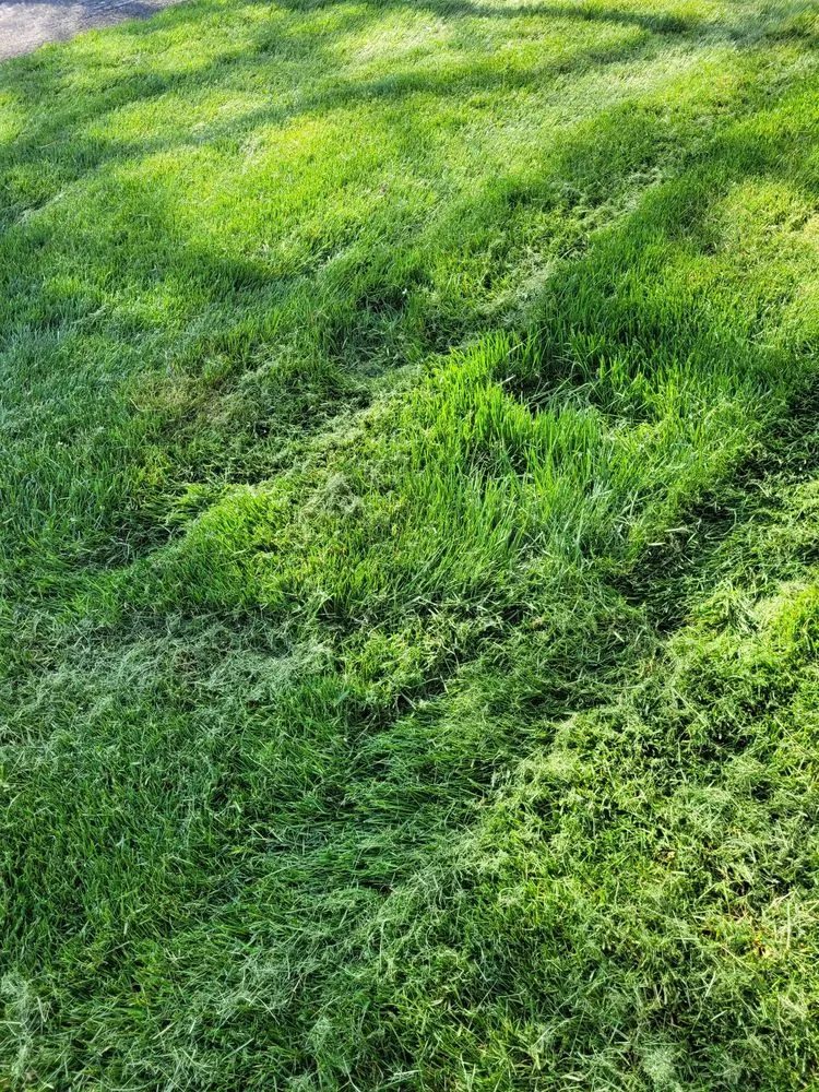 Top-rated lawn care service in Carmel, IN by Precision Cutz Lawn Care