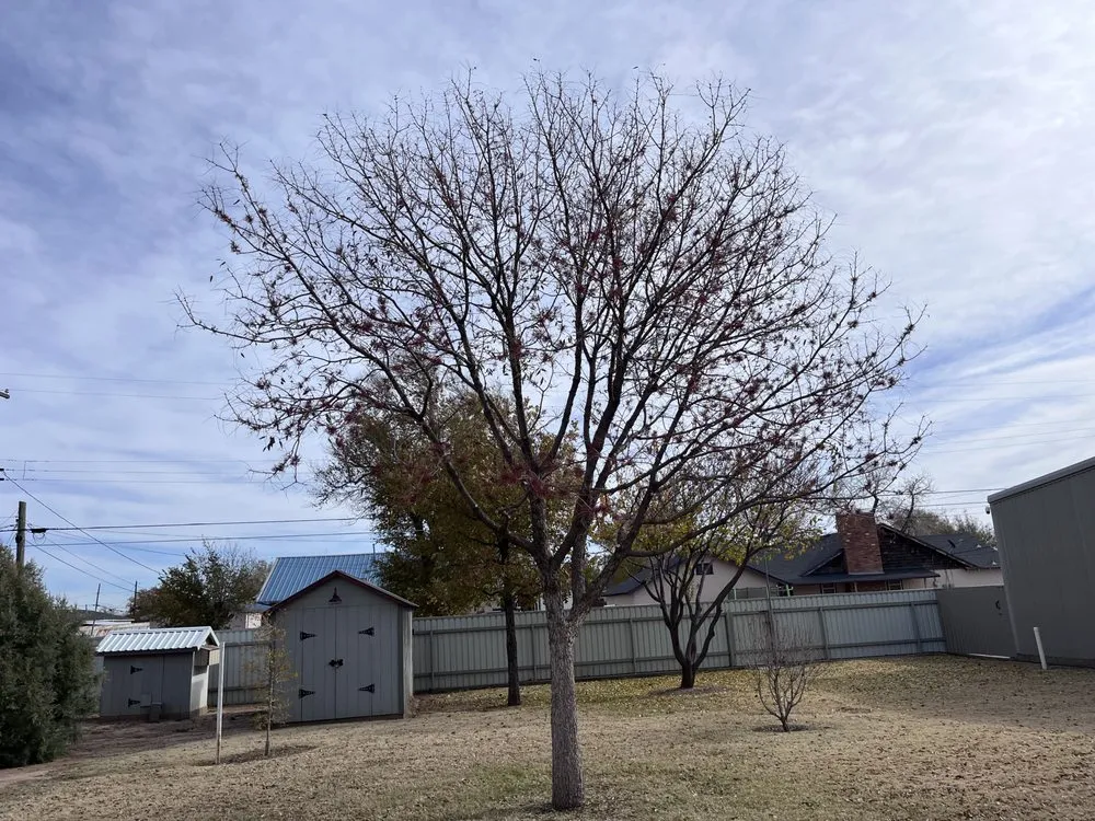 Affordable lawn care service for beautiful yards across Dalhart, TX - Precision Grounds Maintenance