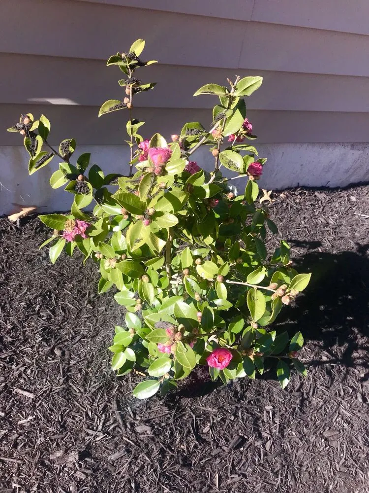 Reliable lawn care service in Bowie, MD - Precision Home Reno