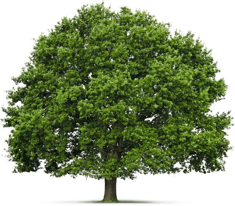 Expert lawn care service in Little Canada, MN by Precision Landscape and Tree