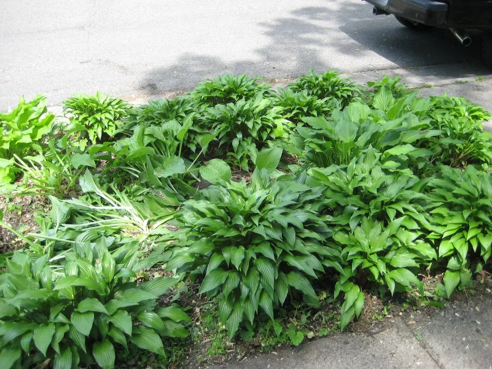 Top-rated landscape installation for homes across Little Canada, MN - Precision Landscape and Tree